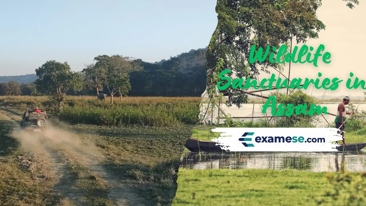 Wildlife Sanctuaries in Assam